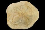 Miocene Fossil Echinoid (Clypeaster) - Taza, Morocco #114600-1